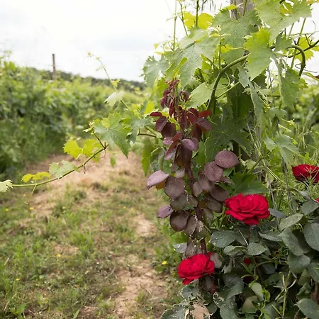 Podere Casanova & Wine Experience - *