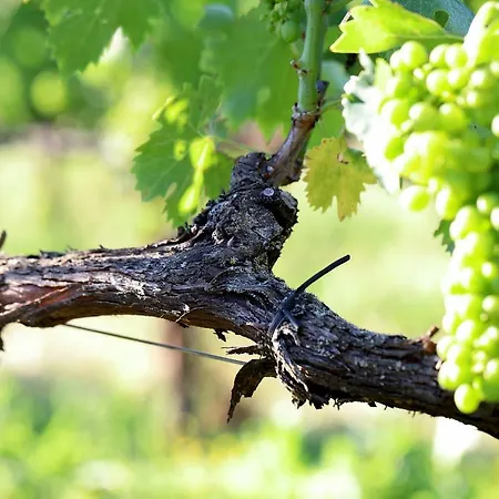 Podere Casanova & Wine Experience - Διαμέρισμα